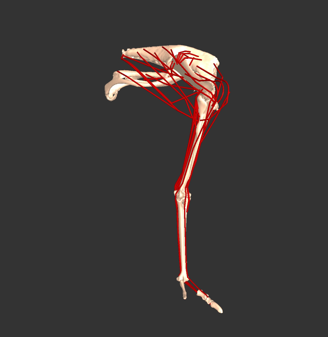 Ostrich Method METHODS