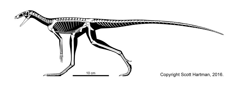 Marasuchus
