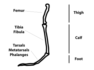 Marasuchus_bones_labels_2