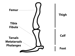 Typothorax_bones_labels_2[47505]